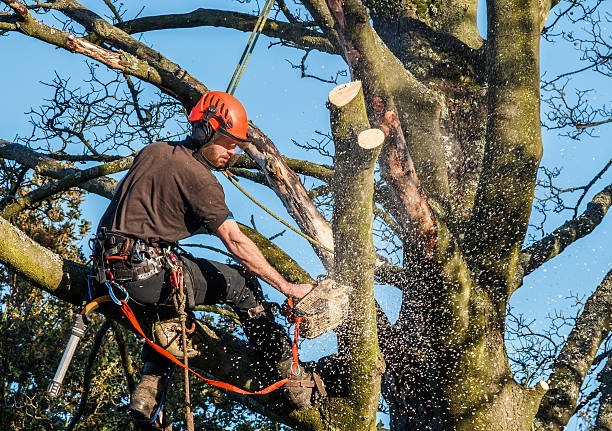Saker att tänka på vid trädfällning i Skåne: En guide för husägare och yrkesverksamma