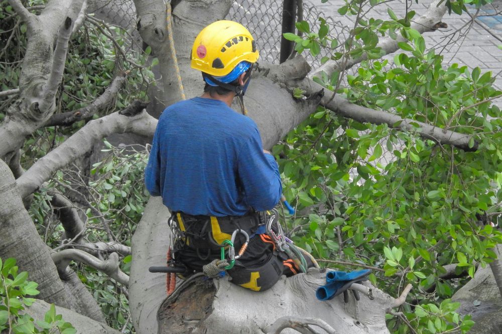 Arborist i Täby: Professionell trädvård för trygga och vackra tomter